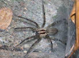 Agelenopsis pennsylvanica